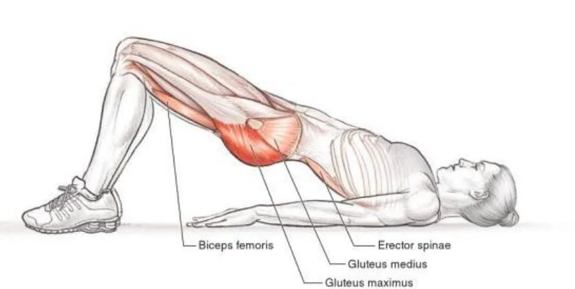 Le hip thrust Les Muscles Sollicités