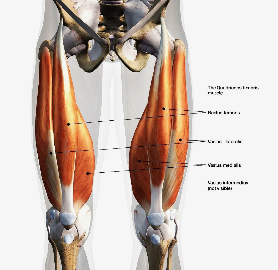 Anatomie des Quadriceps