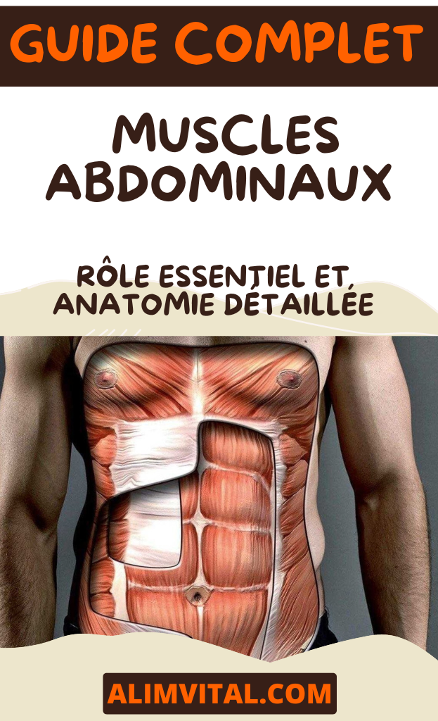 Muscles Abdominaux