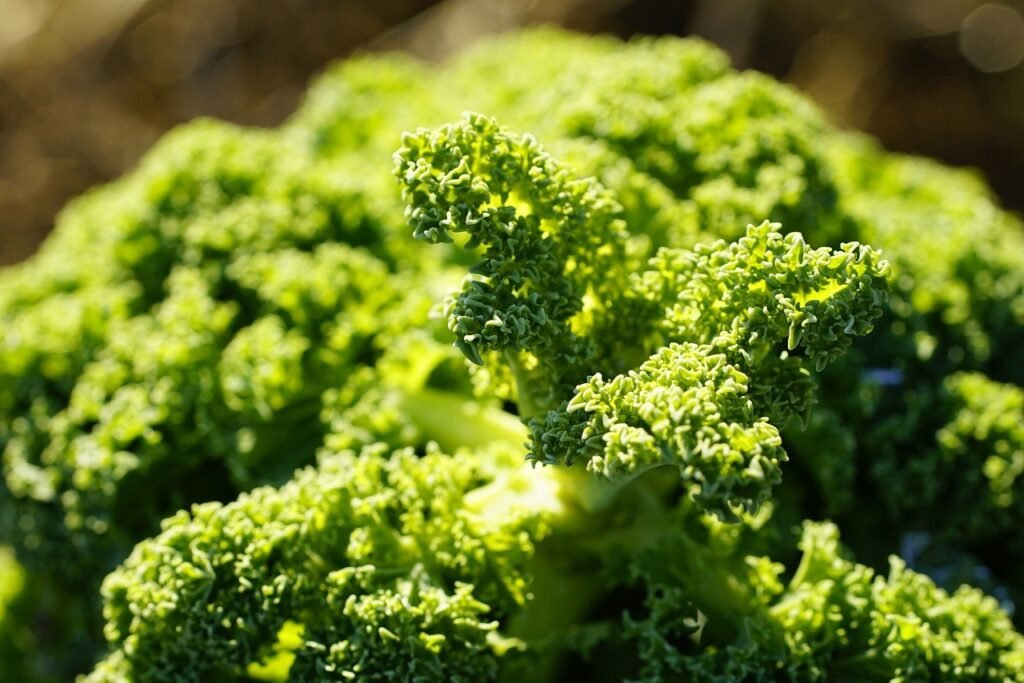 Brocoli riche en vitamine C