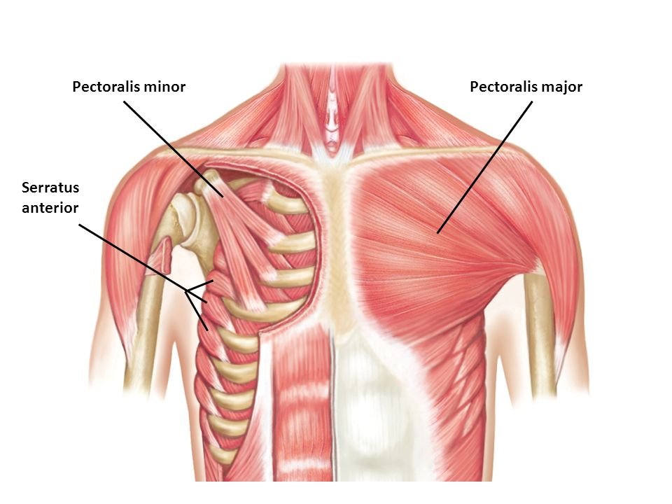 Anatomie des Pectoraux