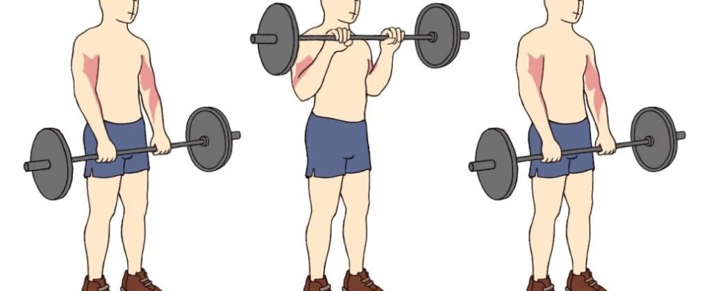 Curl inversé à la barre