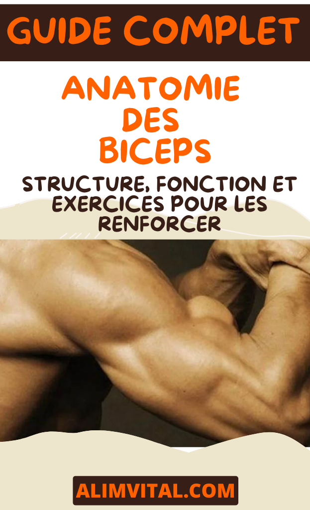 Anatomie des Biceps